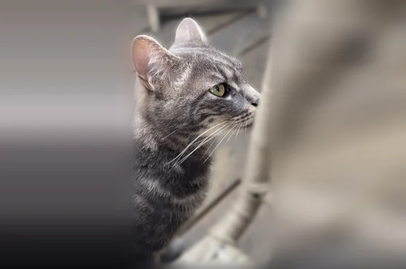 Chat perdu mâle, Rue Jean Daguet, L'Isle-Adam, Paris - tigré noir et gris - photo