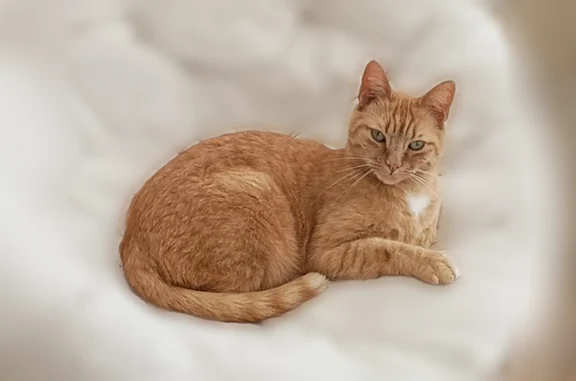 Chat perdu mâle, Impasse du Haras, 4, Montval-sur-Loir, Paris - roux tigré, tatouage dans l'oreille - photo