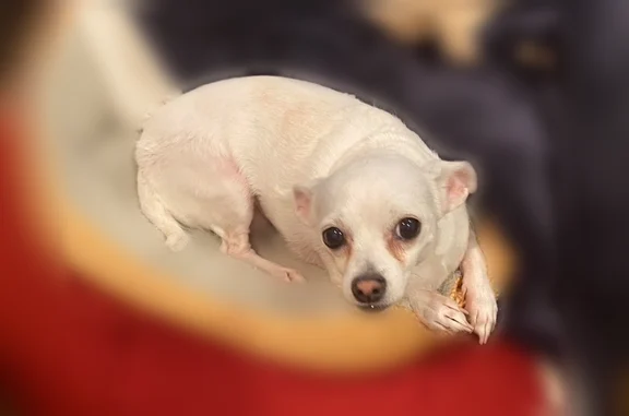 Lost dog, Ojai Road, 12980, Apple Valley - female chihuahua, chipped - photo
