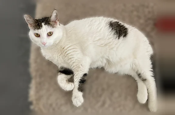 Chat perdu, Rue Pierre Corneille, 18, Saint-Herblain - femelle, 18 ans, collier anti-puce gris - photo
