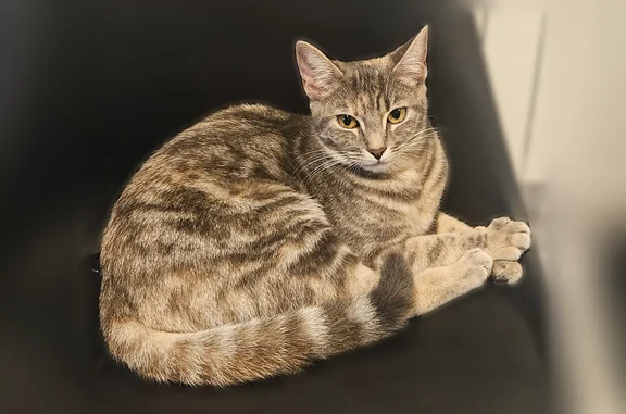 Chat perdu femelle, Rue du 8 Mai 1945, Douzy - n'est jamais sorti - photo