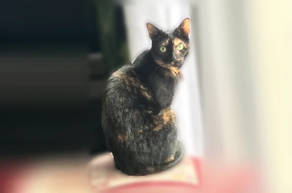 Animaux perdus et trouvés Belfort, photo: Chat perdu, femelle, Impasse des Glycines, 5, Belfort - pelage écaille de tortue