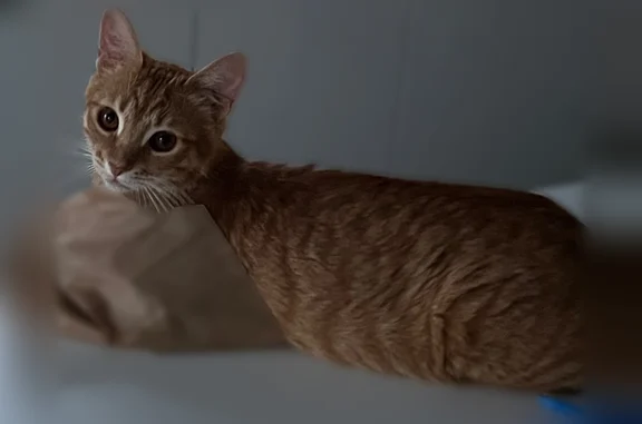 Chat perdu mâle, Impasse des Tournesols, Frouzins - très sociable - photo