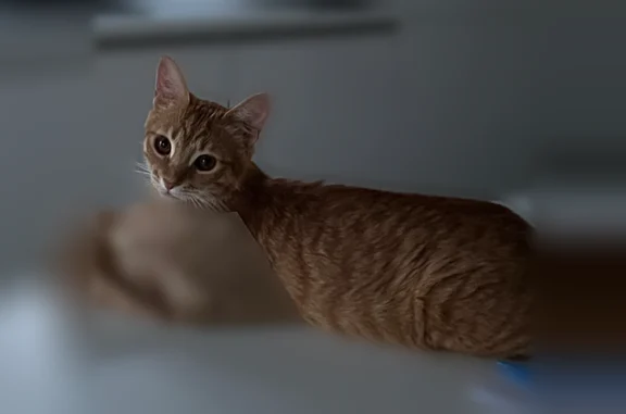 Chat perdu mâle, Impasse des Tournesols, Frouzins - roux et pucé - photo