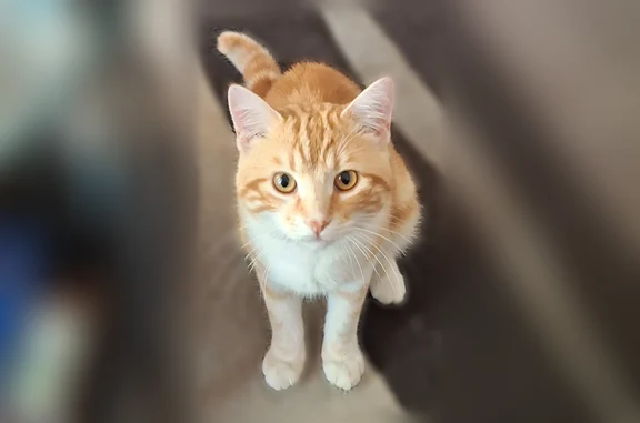 Chat trouvé mâle, Chemin du Ba...