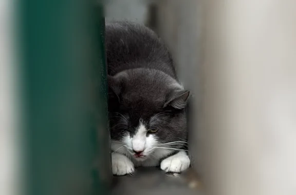 Chat trouvé, Rue du Sergent Ba...