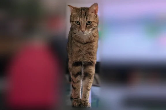 Chat perdu, Rue du Béguin, 11, Lyon - femelle - photo