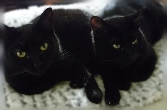 Animaux perdus et trouvés Saint-Égrève, photo: Perdu chat femelle, Chemin de l'Autre Côté de Vence, Quaix-en-Chartreuse, Saint-Égrève - noire, petite