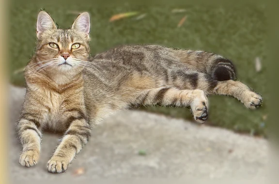 Animaux perdus et trouvés Plan-de-Cuques, photo: Chat perdu mâle, Avenue Frédéric Mistral, 105, Plan-de-Cuques