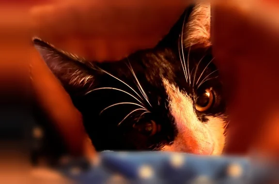 Chat perdu mâle, Chemin du Grand Val, 9, Nanteuil-lès-Meaux - européen noir et blanc aux yeux verts - photo