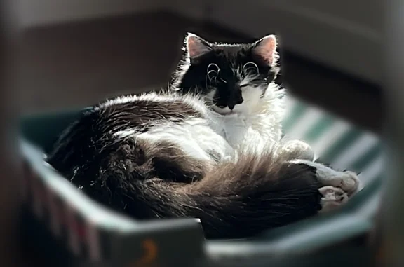 Chat perdu mâle, Rue des Grands Champs, 14, Saint-Aigulin, Paris - mâle castré et pucé - photo