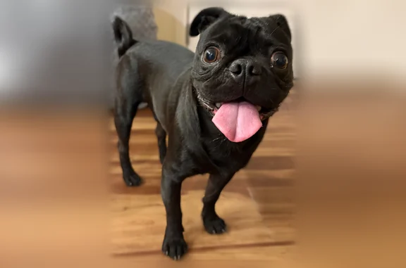 Found pets Goodyear, photo: Found dog, South Cotton Lane, Goodyear