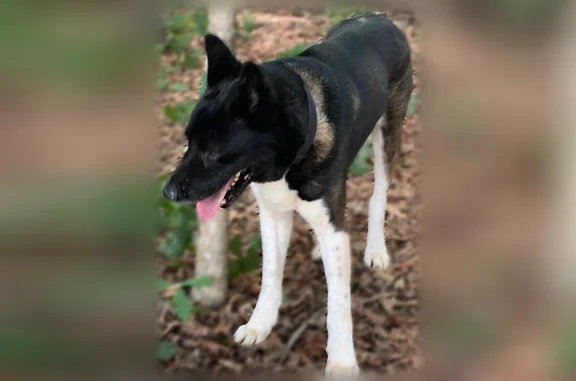 Found pets Surfside Beach, photo: Found dog, Marquam Place, 6324, Charlotte, Surfside Beach - male