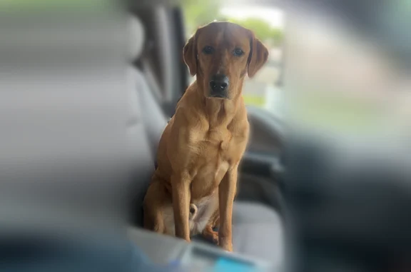 Lost dog, Eagle, Idaho, Eagle - male, golden red Labrador retriever, microchipped - photo