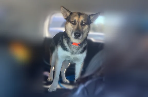 Lost dog, Tiburon Way, 5336, Sacramento, Rocklin — female German Shepherd with a blue collar - photo
