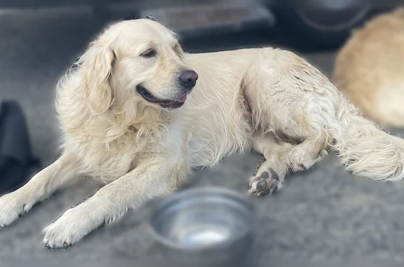 Trouvé chien femelle, Avenue d...