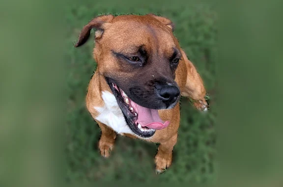 Found pets Suwanee, photo: Found dog, Morning Creek Lane, Suwanee - very friendly