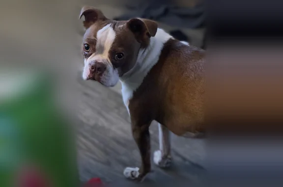 Missing dog Oswego, photo: Lost dog, West 8th Street, 241, Oswego - male, very scared, small Boston terrier