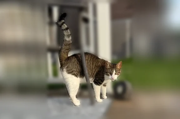 Friendly, 7-8 pounds, no collar, long in length, timid