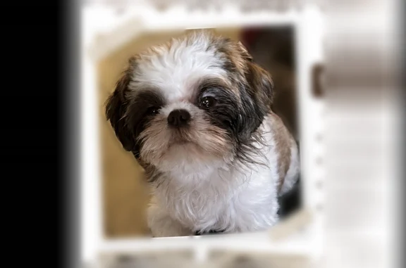 Lost dog, West Cholla Street, 2302, Phoenix - small, 1.5-year-old Shih Tzu - photo