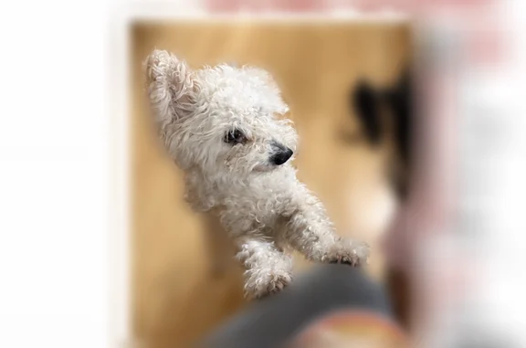 Lost dog, Van Der Meer Street, 3142, North Las Vegas - female, white poodle mix, 9 years old - photo