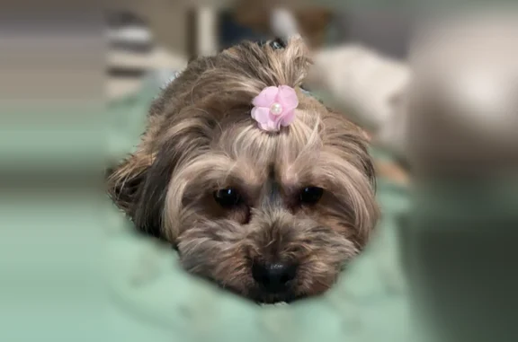 Lost dog, Ellsworth Street, 17, Everett, Revere - female shih-poo - photo
