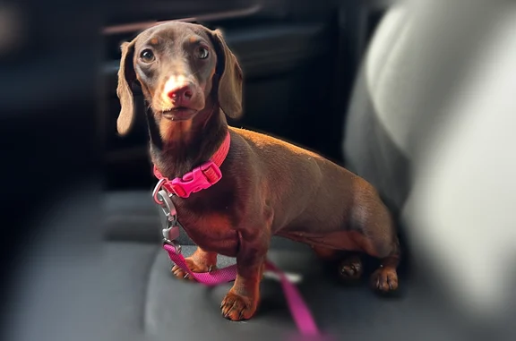 Lost dog, Wilmore Street Northeast, Lenoir, Chapel Hill - female, pink collar - photo