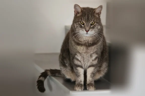 Animaux perdus et trouvés Belcodène, photo: Chat perdu, Route de Peynier, 25, Belcodène, Villefranche-sur-Mer — mâle gris marbré