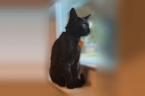 Lost cat, King Street, 48166, Killeen, San Antonio - female, gold heart collar - photo