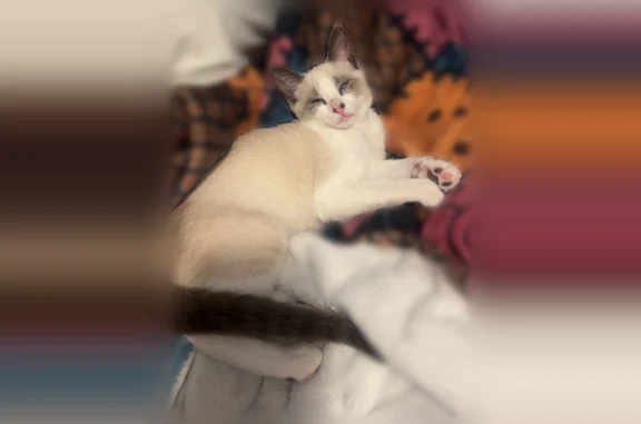 Lost cat, Strickland Drive, 2420, Owensboro - female, blue eyes, white coat with gray/tan markings - photo