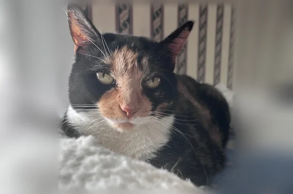 Lost cat, Elizabeth Street, Bethel, Danbury - shy and feisty - photo
