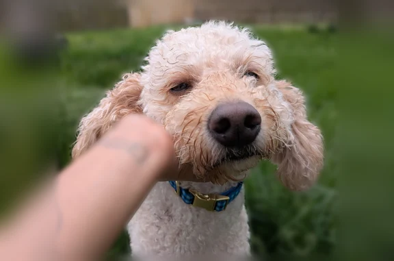 Lost dog, West 24th Avenue, 4409, Gary - medium-sized tan/white Labradoodle - photo