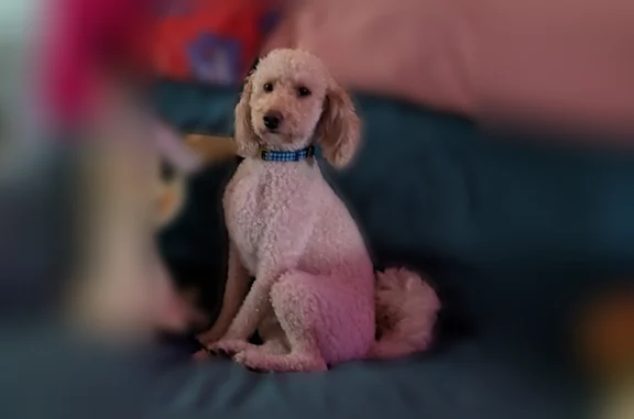 Lost dog, West 24th Avenue, 4409, Gary - medium-sized tan/white Labradoodle - photo