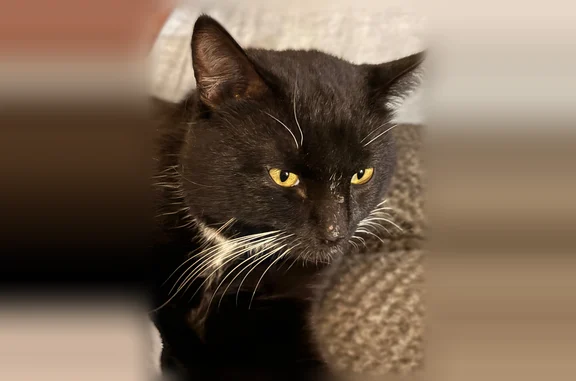 Lost cat, South Cicely Avenue, 3633, Tucson - male, black and white, microchipped - photo