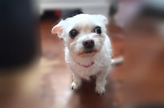 Missing dog Staten Island, photo: Lost dog, Englewood Avenue, 40, Staten Island - female, small, white, black nose