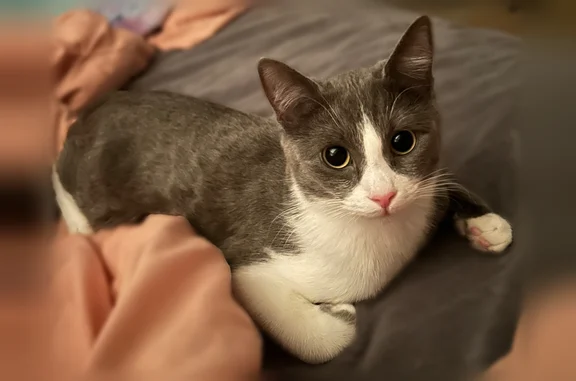 Lost cat, Ridge Road, 9, Fenton - female, grey and white coat - photo