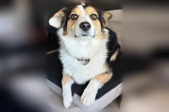 Tuff loves to be an escape artist list so if found a crate would be the best way to keep him until my dad is able to come and get him. He is well mannered and friendly