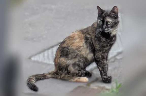 Animaux perdus et trouvés Paris, photo: Trouvé chat femelle, Rue Armand Leroi, Talence, Paris - chatte écaille de tortue