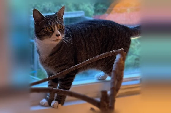 Lost cat, Seeley Street, 196, Yonkers - female, 1 year old, white and gray tabby - photo