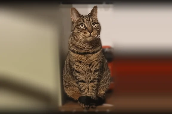 Animaux perdus et trouvés Paris, photo: Perdu chat mâle, Beine-Nauroy, Grand Est, Paris - très craintif
