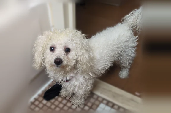 Missing dog Arlington, photo: Lost dog, Tigard, Oregon, Arlington - female, all white, curly fuzzy hair