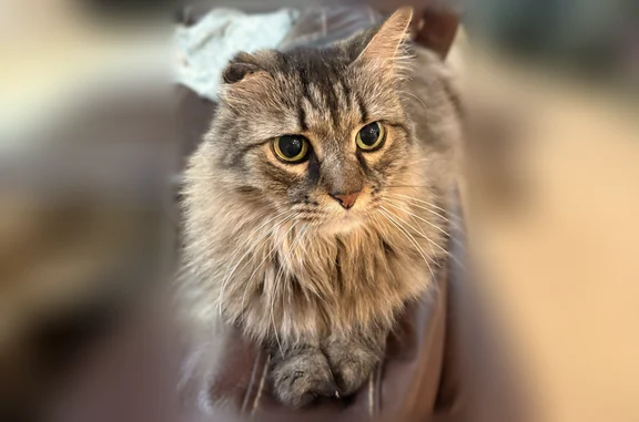Lost cat, Sabine Spring Lane, Arlington - male, crinkled ear - photo