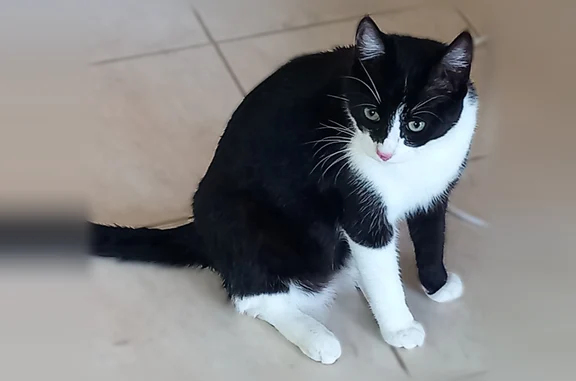 Chat perdu mâle, La Genétouze, Saint-Étienne-du-Bois - noir et blanc, pucé - photo