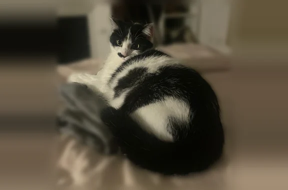 Chat perdu, Rue de Domrémy, 12, Bordeaux - femelle noir et blanc - photo