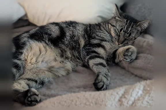 Chat perdu, Rue des Vignes, 87, Lardy, Albertville - femelle jeune tigrée pucée - photo