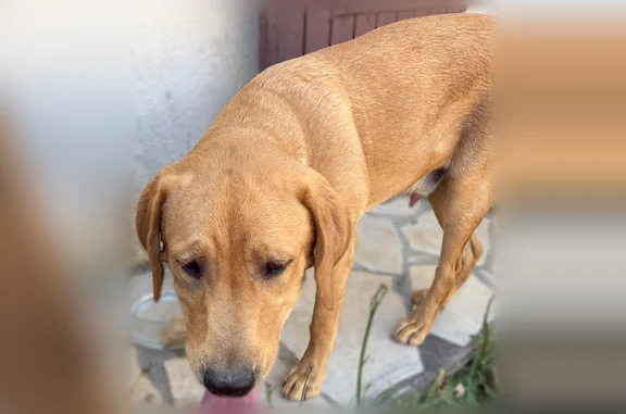 Animaux perdus et trouvés Lyon, photo: Trouvé chien mâle, Saint-Médard-en-Jalles, Lyon — labrador sable, sans collier