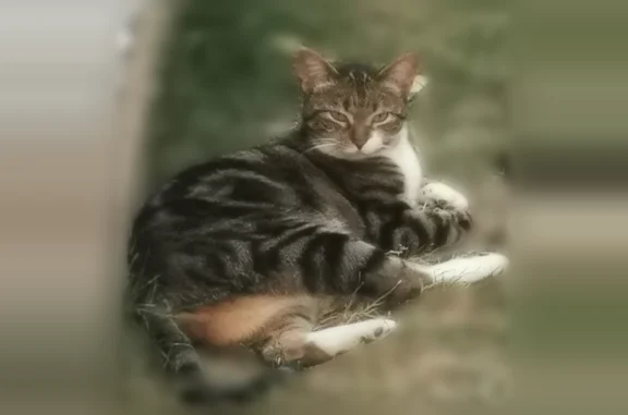 Chat perdu, Rue Hustin, 13, Le Haillan - femelle, pucée et stérilisée - photo