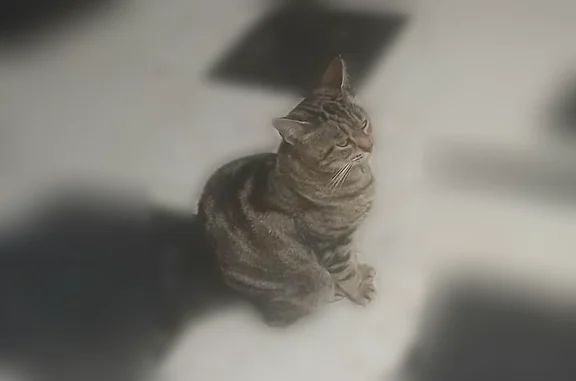Perdu chat femelle, Angers - chatte gestante, tigrée - photo