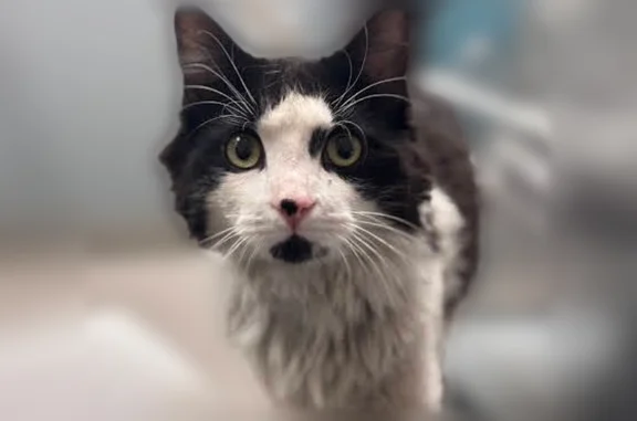 Missing cat Las Vegas, photo: Lost cat, Lewis Avenue, 200, Las Vegas — male, bright green eyes