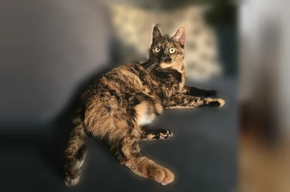 Chat perdu, Boulevard Renouvier, 26, Montpellier - femelle craintive - photo